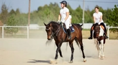 Könnyű és oktatási trot